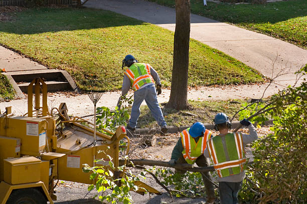 Best Leaf Removal  in Smithton, IL